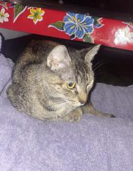 Found/Stray Female Cat last seen Fremont and 18th, Portland, OR 97212
