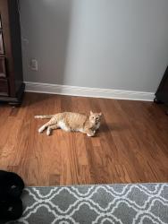 Lost Male Cat last seen Holbrook and crepe myrtle, Dallas, GA 30132