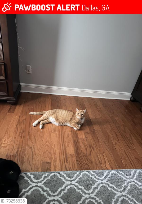Lost Male Cat last seen Holbrook and crepe myrtle, Dallas, GA 30132