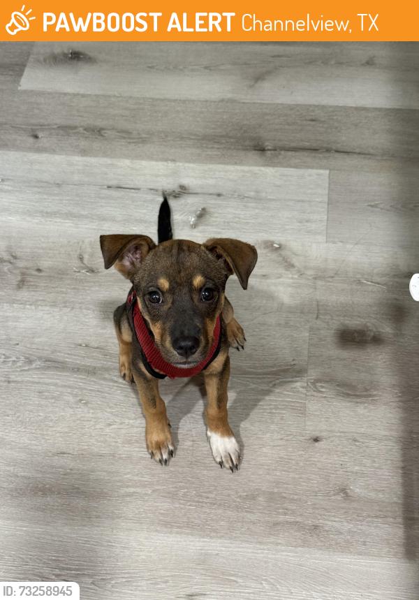 Found/Stray Female Dog last seen Tobe st & woodforrest, Channelview, TX 77530