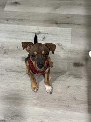 Found/Stray Female Dog last seen Tobe st & woodforrest, Channelview, TX 77530
