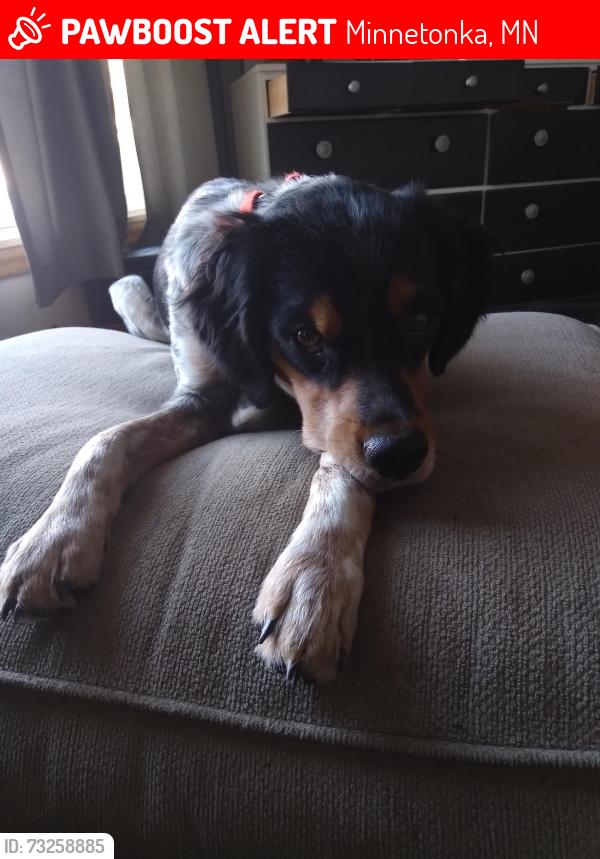 Lost Male Dog last seen Saint marys pl minnetonka mn 55345, Minnetonka, MN 55345