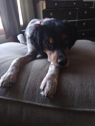 Lost Male Dog last seen Saint marys pl minnetonka mn 55345, Minnetonka, MN 55345