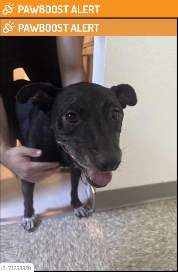 Found/Stray Female Dog last seen Olympic blvd and S Arizona Ave, East Los Angeles, CA 90022