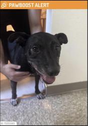 Found/Stray Female Dog last seen Olympic blvd and S Arizona Ave, East Los Angeles, CA 90022
