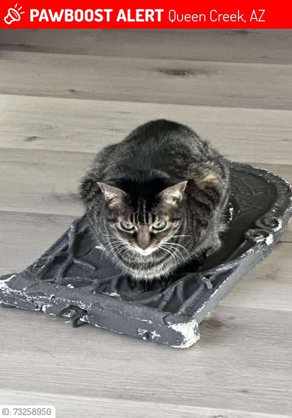Lost Female Cat last seen Hunt Hwy and Power Rd, Queen Creek, AZ 85144