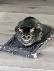 Lost Female Cat last seen Hunt Hwy and Power Rd, Queen Creek, AZ 85144