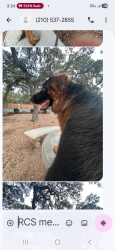 Found/Stray Unknown Dog last seen 1604/Melrose Canyon, San Antonio, TX 78232