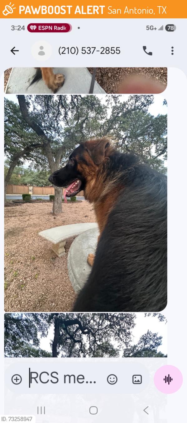 Found/Stray Unknown Dog last seen 1604/Melrose Canyon, San Antonio, TX 78232