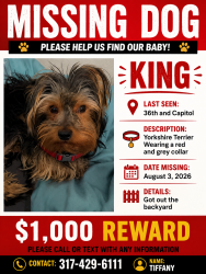 Lost Male Dog last seen Capitol alley, Indianapolis, IN 46208
