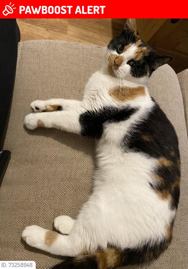 Lost Female Cat last seen Duchy Road, Greater Manchester, England 