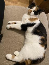 Lost Female Cat last seen Duchy Road, Greater Manchester, England 