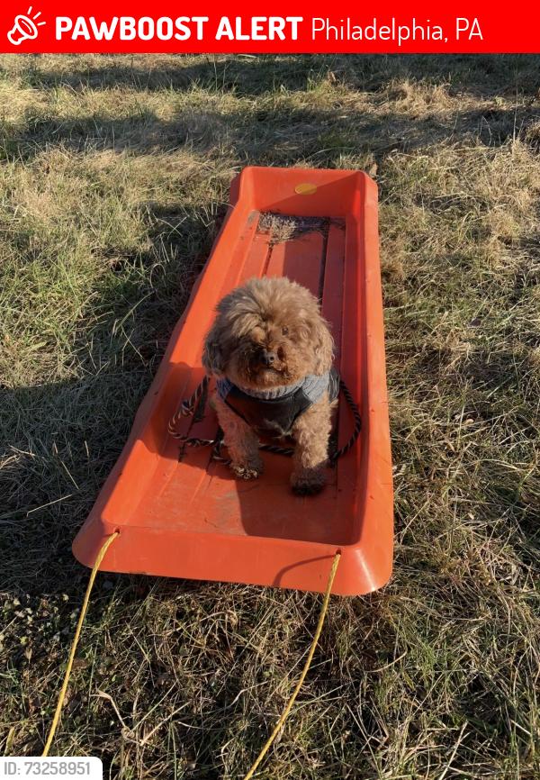 Lost Male Dog last seen Elkhart and Frankford, Philadelphia, PA 19134