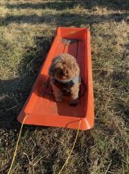 Lost Male Dog last seen Elkhart and Frankford, Philadelphia, PA 19134