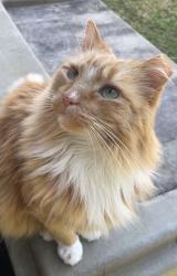 Lost Male Cat last seen Autumn Woods Dr, Lacombe, LA 70445