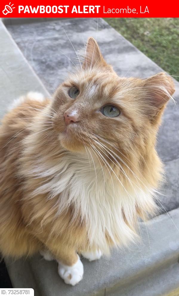 Lost Male Cat last seen Autumn Woods Dr, Lacombe, LA 70445