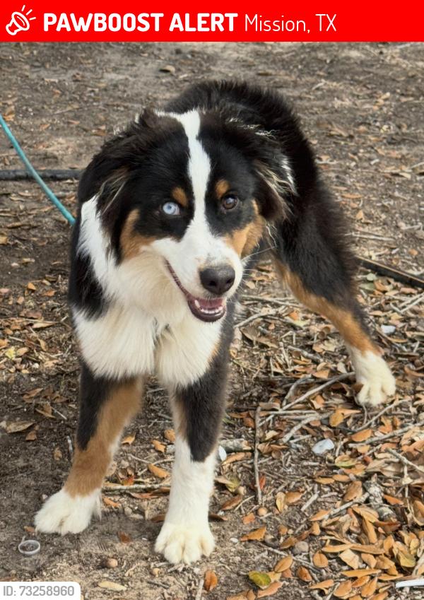 Lost Female Dog last seen Near mirabel st mission tx, Mission, TX 78574