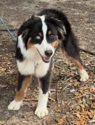 Lost Female Dog last seen Near mirabel st mission tx, Mission, TX 78574