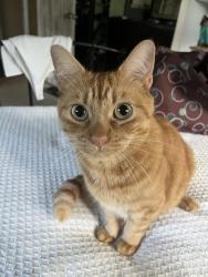 Lost Female Cat last seen Bear Street, Lehigh Acres, FL 33936