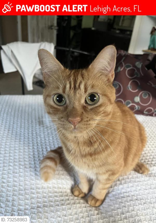 Lost Female Cat last seen Bear Street, Lehigh Acres, FL 33936