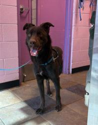 Shelter Stray Male Dog last seen Near VISCOUNT BLVD, CITY of El Paso, TX, 5001 Fred Wilson Ave, El Paso, TX 79906, USA