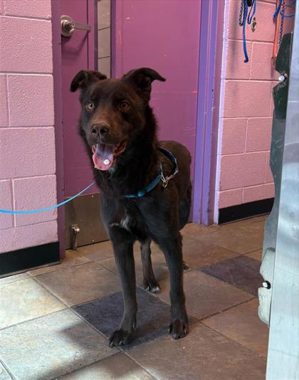 Shelter Stray Male Dog last seen Near VISCOUNT BLVD, CITY of El Paso, TX, 5001 Fred Wilson Ave, El Paso, TX 79906, USA