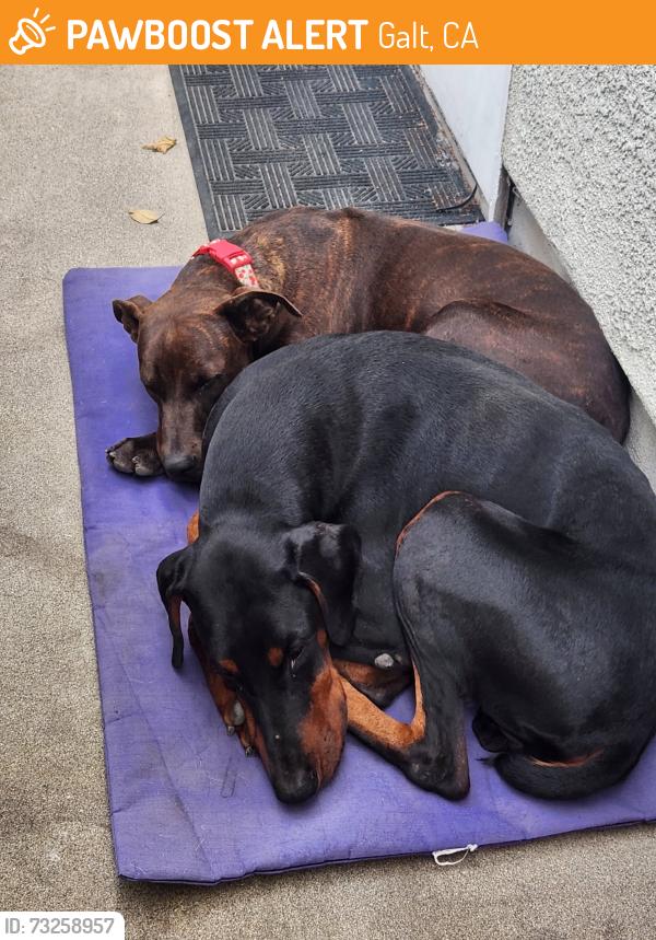 Found/Stray Male Dog last seen Adare Way and Emerald Vista, Galt, CA, Galt, CA 95632
