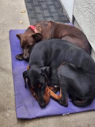Found/Stray Male Dog last seen Adare Way and Emerald Vista, Galt, CA, Galt, CA 95632