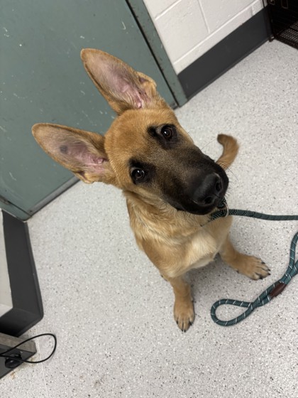 Shelter Stray Male Dog last seen , , CA, 1101 29th Ave, Oakland, CA 94601, USA