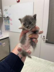 Shelter Stray Female Cat last seen Near E 28th St, 64128, 64128, MO, 7077 Elmwood Ave, Kansas City, MO 64132, USA