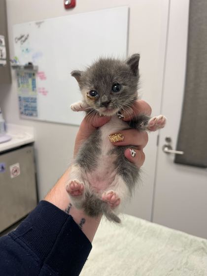 Shelter Stray Female Cat last seen Near E 28th St, 64128, 64128, MO, 7077 Elmwood Ave, Kansas City, MO 64132, USA