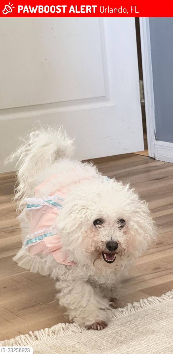 Lost Female Dog last seen ct Orlando, Orlando, FL 32826