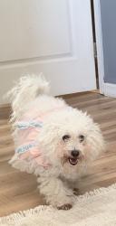 Lost Female Dog last seen ct Orlando, Orlando, FL 32826