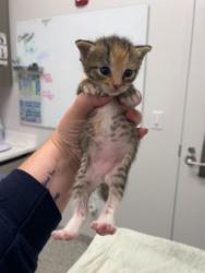 Shelter Stray Female Cat last seen Near E 28th St, 64128, 64128, MO, 7077 Elmwood Ave, Kansas City, MO 64132, USA