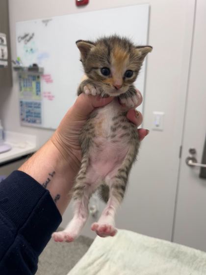 Shelter Stray Female Cat last seen Near E 28th St, 64128, 64128, MO, 7077 Elmwood Ave, Kansas City, MO 64132, USA