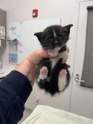 Shelter Stray Male Cat last seen Near E 28th St, 64128, 64128, MO, 7077 Elmwood Ave, Kansas City, MO 64132, USA