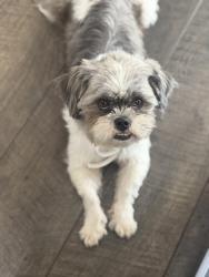 Shelter Stray Male Dog last seen Near N Main St, Stanley, NC, 1491 Business Park Ct, Gastonia, NC 28052, USA