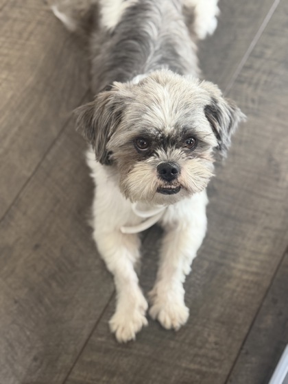 Shelter Stray Male Dog last seen Near N Main St, Stanley, NC, 1491 Business Park Ct, Gastonia, NC 28052, USA