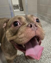 Shelter Stray Female Dog last seen Near Broome St., Mt. Holly, NC, 1491 Business Park Ct, Gastonia, NC 28052, USA