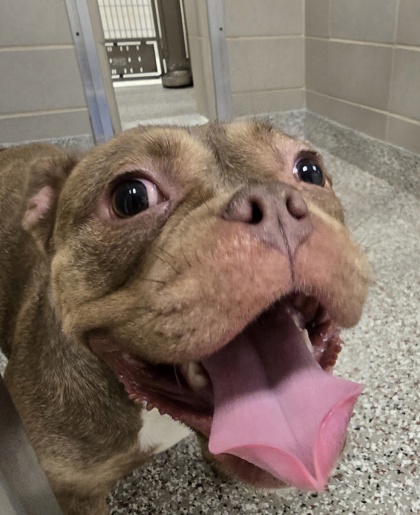 Shelter Stray Female Dog last seen Near Broome St., Mt. Holly, NC, 1491 Business Park Ct, Gastonia, NC 28052, USA