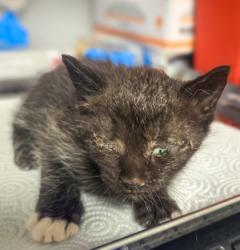 Shelter Stray Male Cat last seen Shaw and Biola, Biola Zone Fresno CO 1A 93606, CA, 1510 W Dan Ronquillo Dr, Fresno, CA 93706, USA
