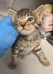 Shelter Stray Male Cat last seen Shaw and Biola, Biola Zone Fresno CO 1A 93606, CA, 1510 W Dan Ronquillo Dr, Fresno, CA 93706, USA