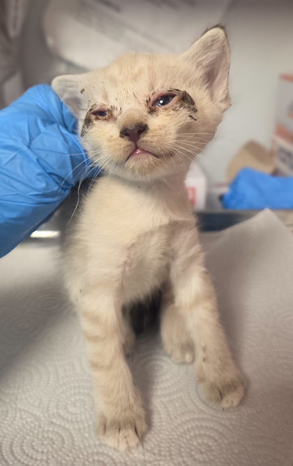 Shelter Stray Female Cat last seen Shaw and Biola, Biola Zone Fresno CO 1A 93606, CA, 1510 W Dan Ronquillo Dr, Fresno, CA 93706, USA