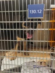Shelter Stray Male Dog last seen Near Cochran mill rd, Chattahoochee Hills, GA, 1251 Fulton Industrial Blvd NW, Atlanta, GA 30336, USA