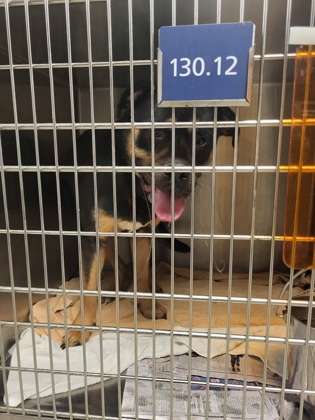 Shelter Stray Male Dog last seen Near Cochran mill rd, Chattahoochee Hills, GA, 1251 Fulton Industrial Blvd NW, Atlanta, GA 30336, USA