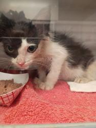 Shelter Stray Female Cat last seen Near Banks Ave Sw, Atlanta, GA, 1251 Fulton Industrial Blvd NW, Atlanta, GA 30336, USA