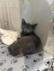 Shelter Stray Male Cat last seen Near Fulton Industrial Blvd, Atlanta, GA, 1251 Fulton Industrial Blvd NW, Atlanta, GA 30336, USA