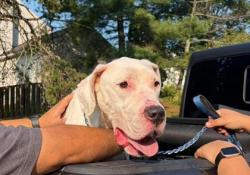 Shelter Stray Female Dog last seen Centreville, VA 20120, RockyRunDr& AwbreyPatentDr, Fairfax County, VA, 4500 West Ox Rd, Fairfax, VA 22030, USA