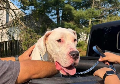 Shelter Stray Female Dog last seen Centreville, VA 20120, RockyRunDr& AwbreyPatentDr, Fairfax County, VA, 4500 West Ox Rd, Fairfax, VA 22030, USA