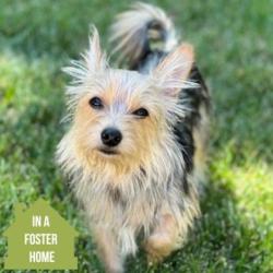 Shelter Stray Male Dog last seen Chassella, Rancho Cordova, CA, 6201 Florin Perkins Rd, Sacramento, CA 95828, USA
